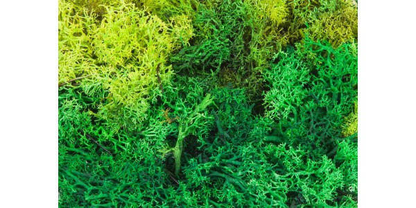 Faller 170729 Ijslands Mos, Gesorteerd, Groen, 50 G H0, TT, N, Z